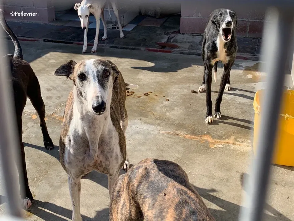 galga9121 adozione levrieri galgo 7