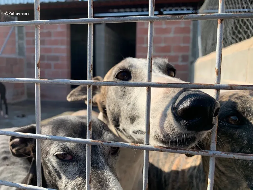 galga9121 adozione levrieri galgo 8