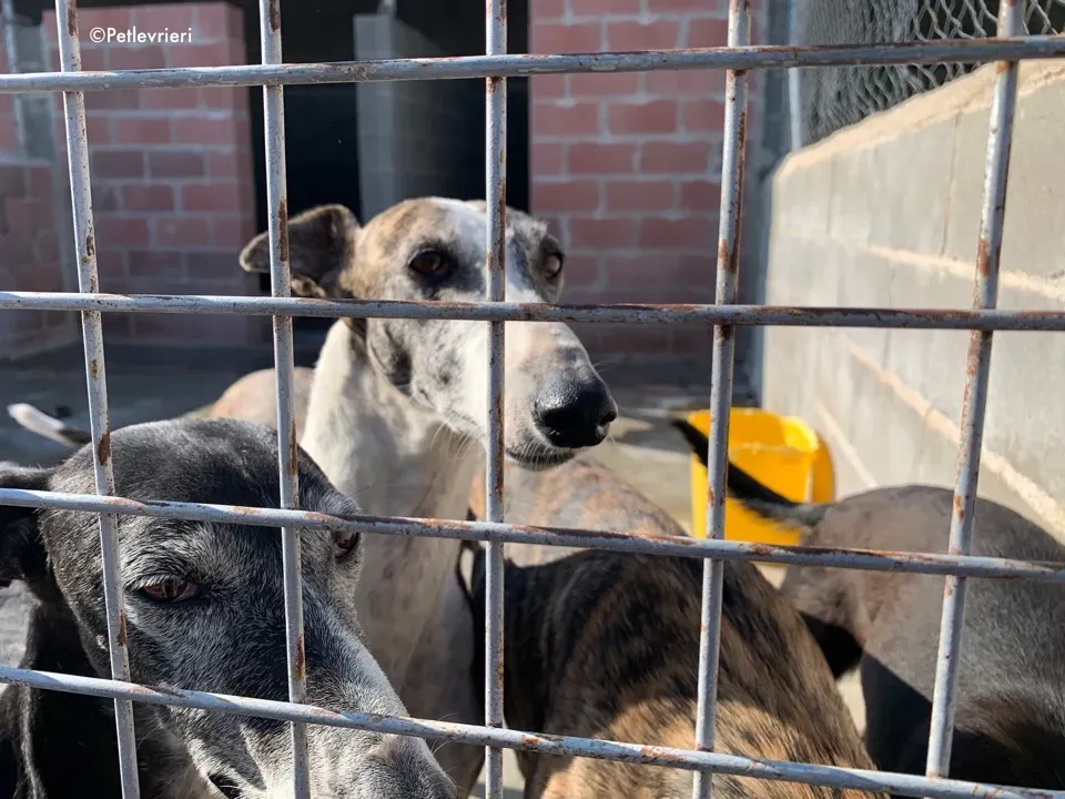 galga9121 adozione levrieri galgo 9