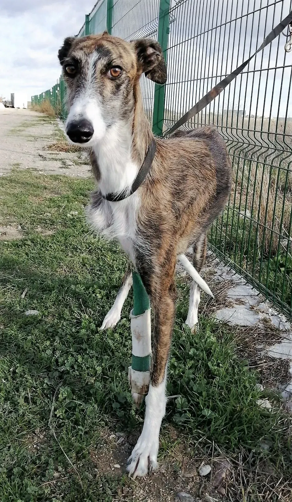 galghetta fratturata 1