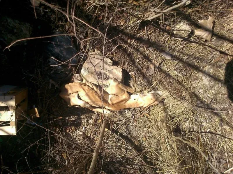 galghi scheletrici 4