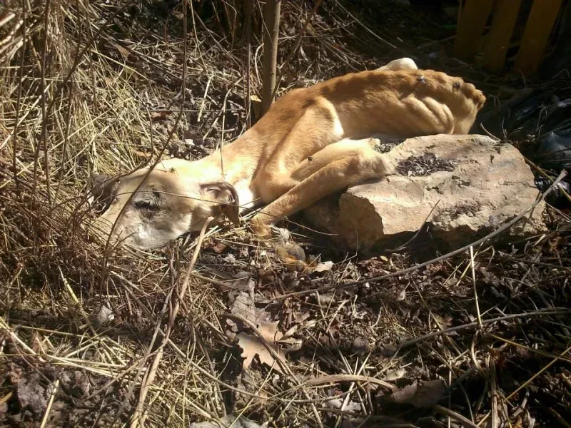 galghi scheletrici 5