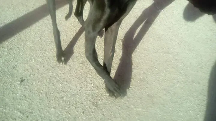 galgo con zampa rotta 1 1