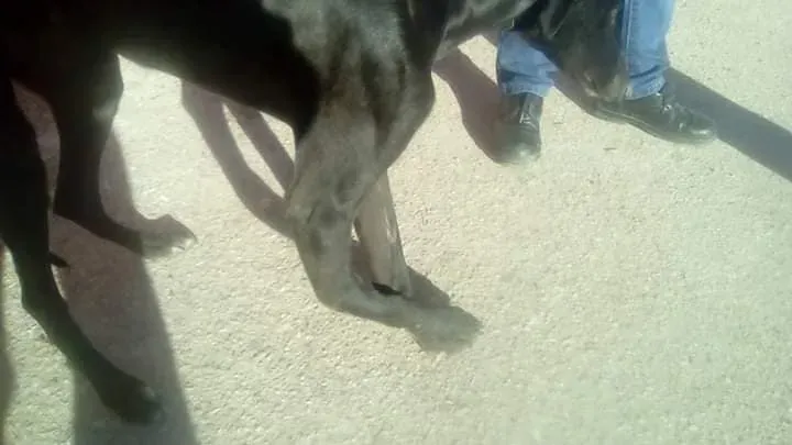 galgo con zampa rotta 2 1