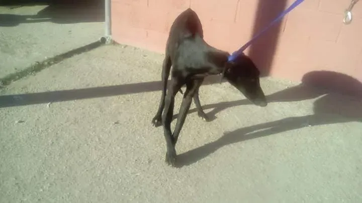 galgo con zampa rotta