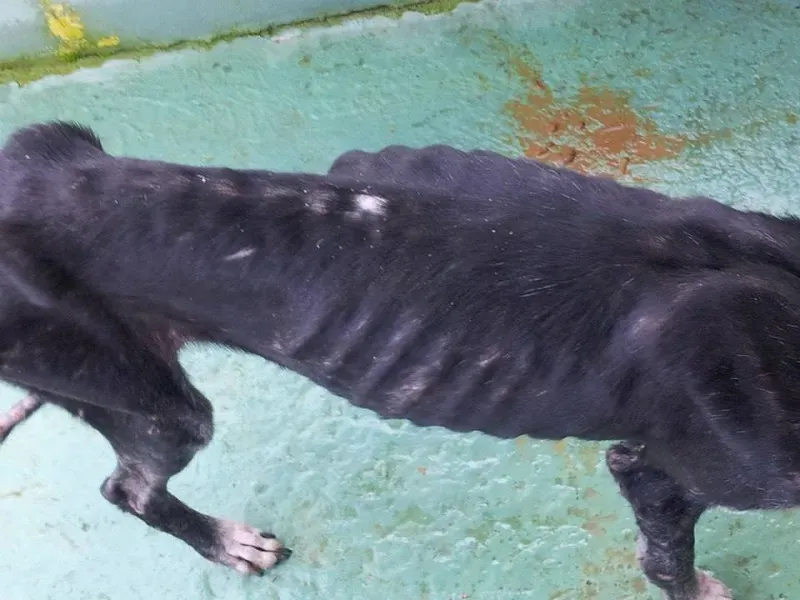 galgo da merida 2 rid