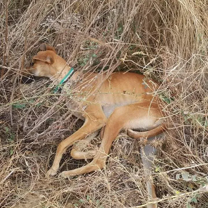 galgo feriti scooby 1