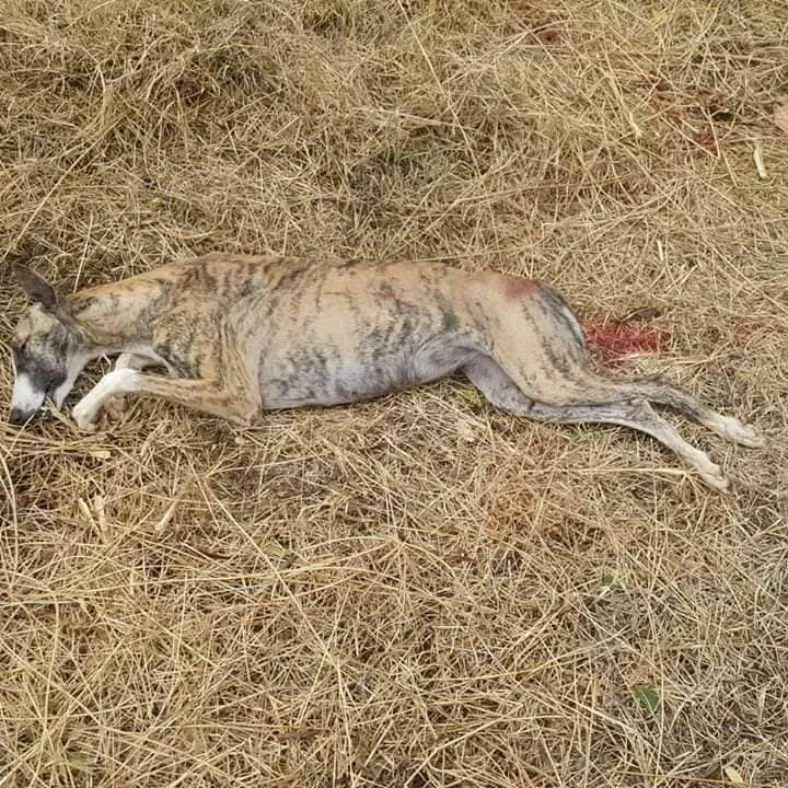 galgo feriti scooby 2