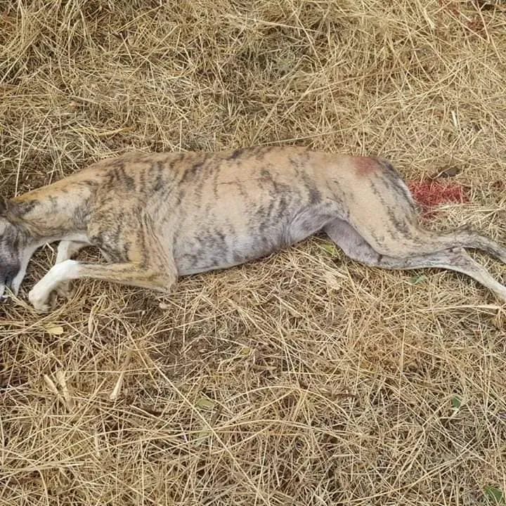 galgo feriti scooby 3