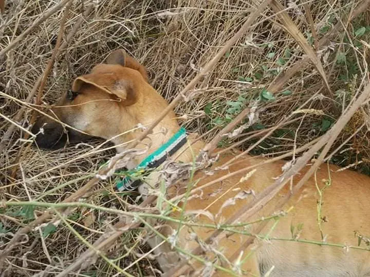 galgo feriti scooby 4