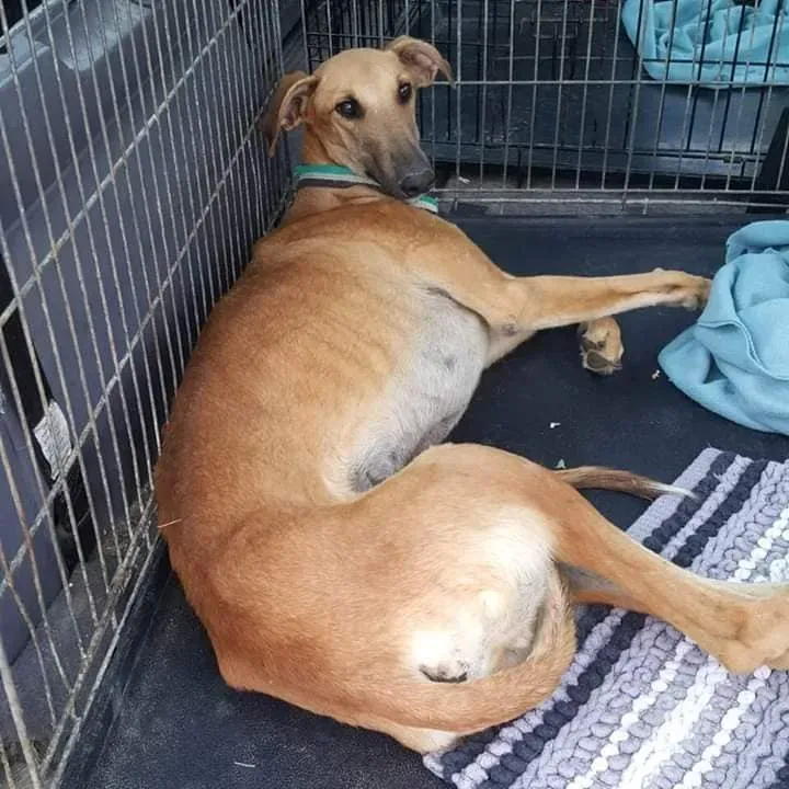 galgo feriti scooby 5