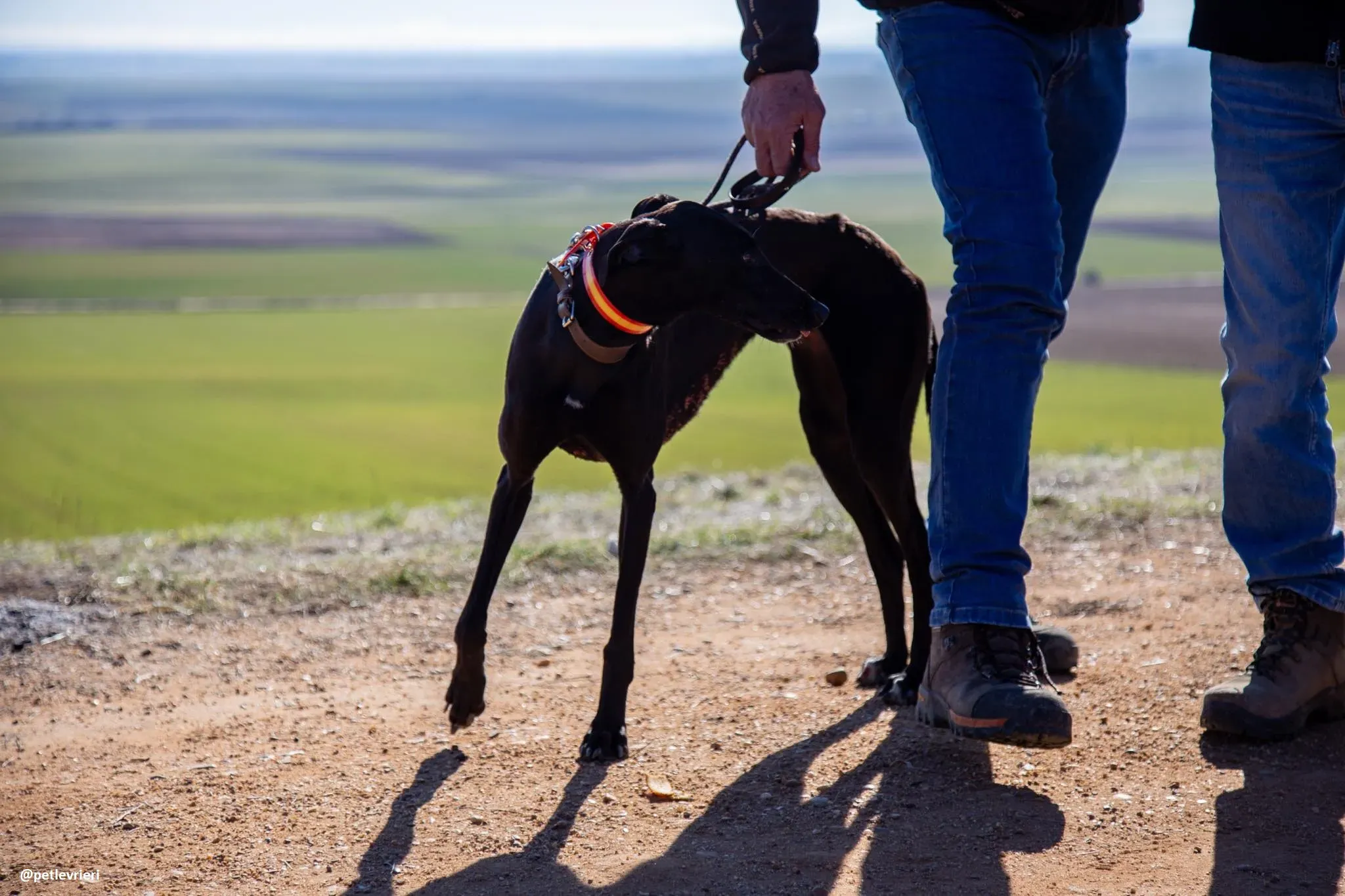 galgo in campo 12