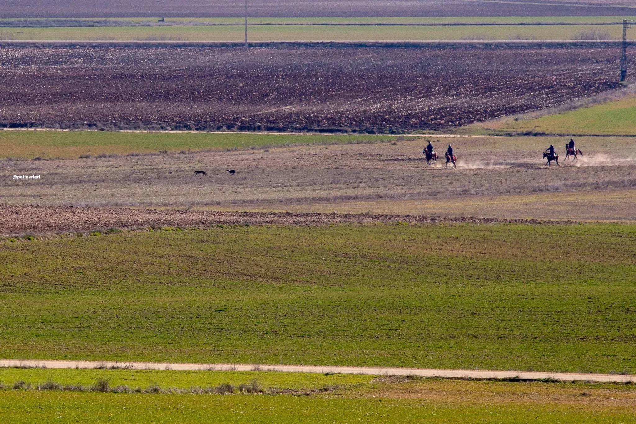 galgo in campo 2 1