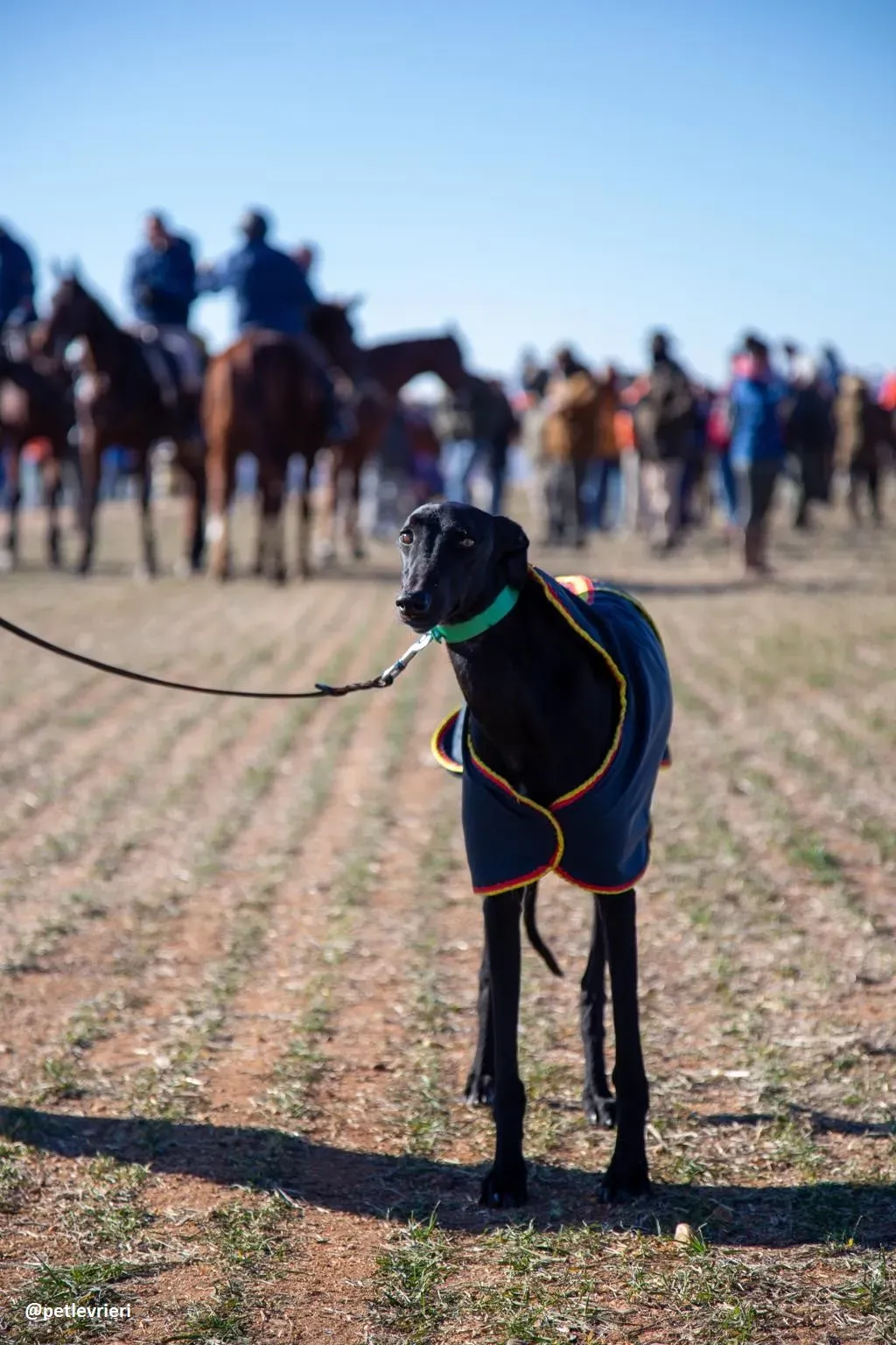 galgo in campo 7