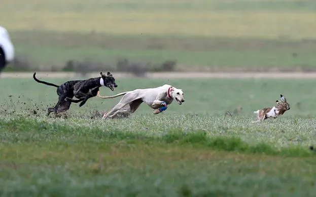 galgo in campo2