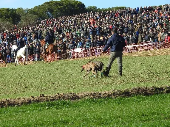 galgo in campo4