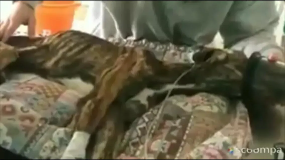 galgo perrera adozione levriero 1