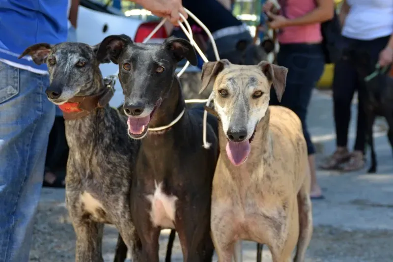 galgo salvati