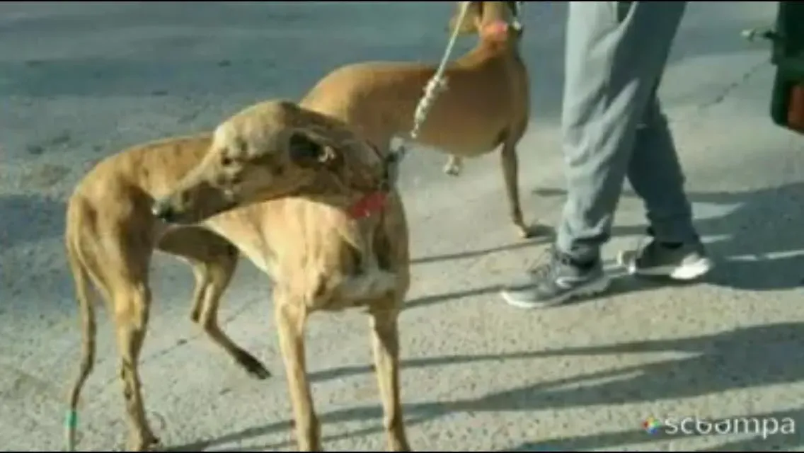 galgo salvati adozione levriero 1