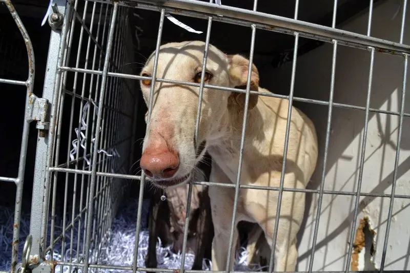 galgo salvati.2jpg