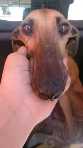 galgo scheletrici 10