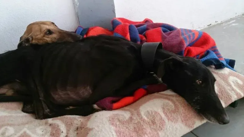 galgo scheletrici 7