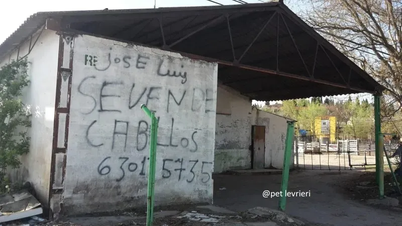 galgo vagante ricerca