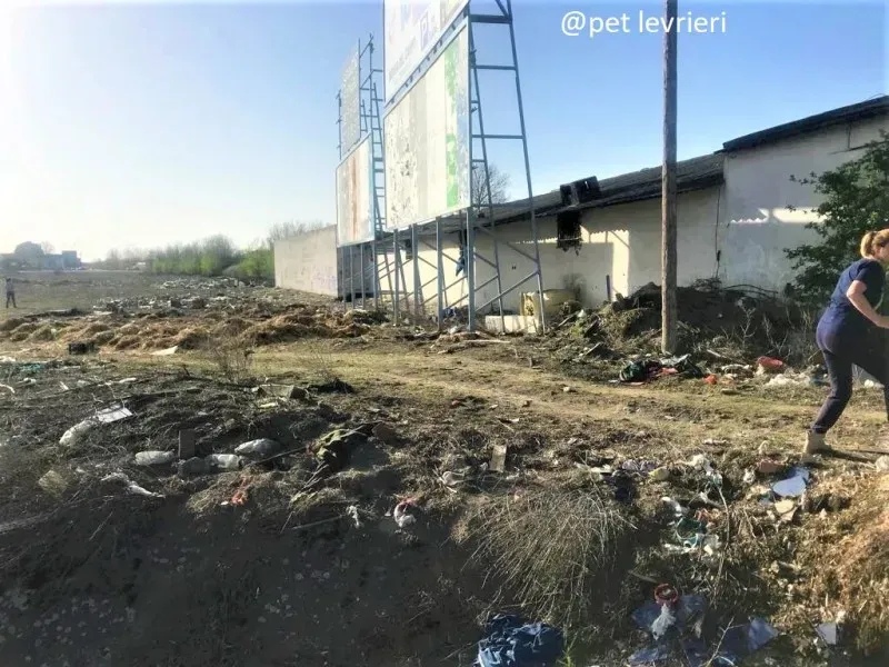 galgo vagante ricerca5