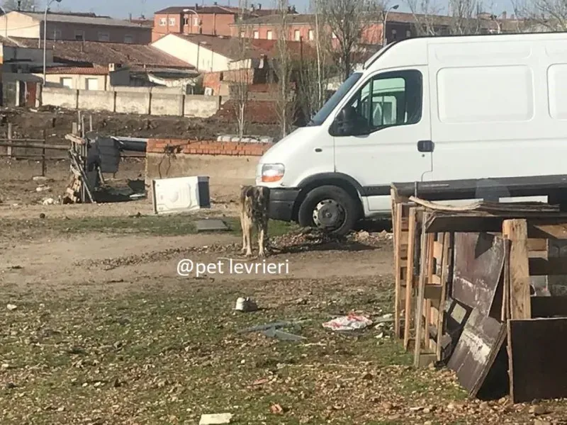 galgo vagante ricerca6 1