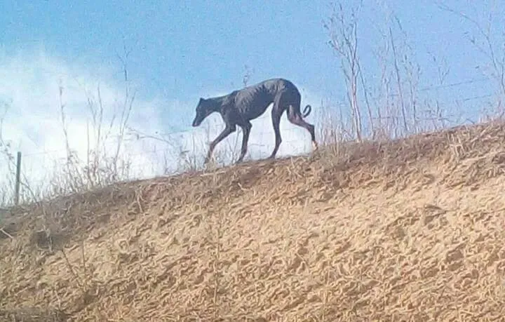 galgo vagante