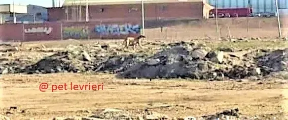 galgo vagante3 bis 1