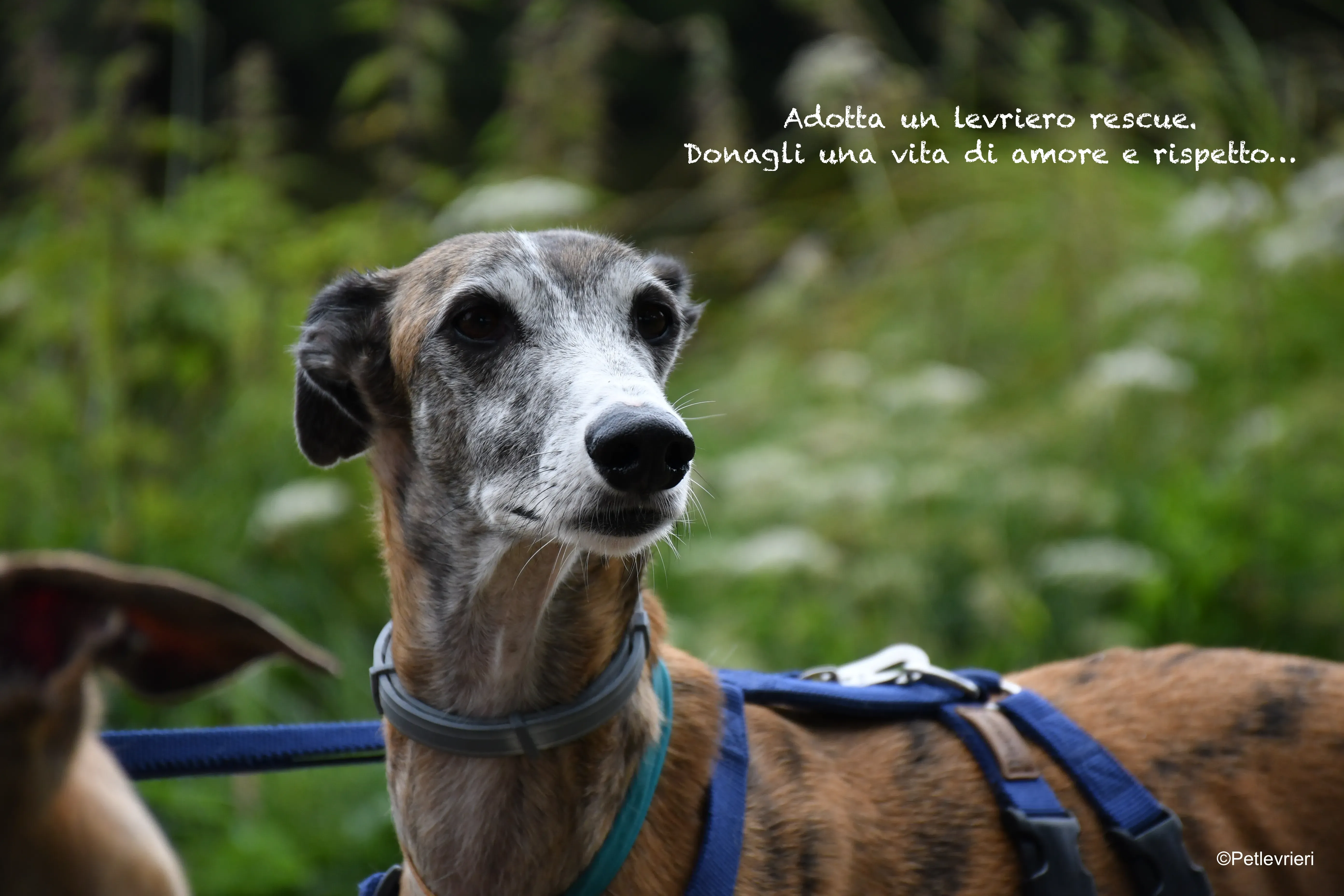 galgo