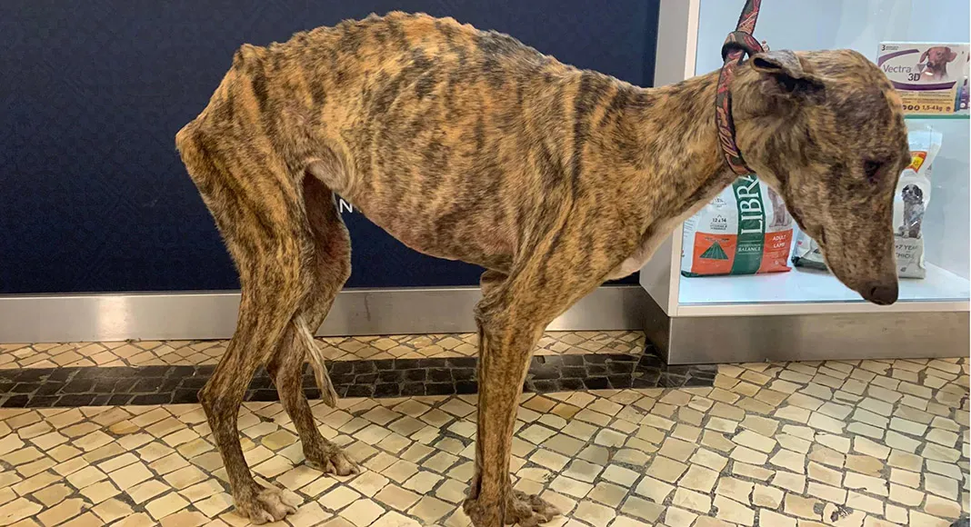 galgo portogallo pet levrieri