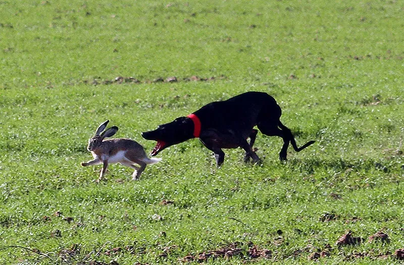 galgos Caza y Safaris suspender
