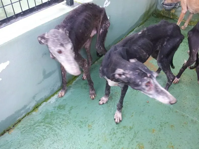 galgos da merida 3 rid