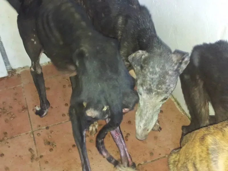 galgos da merida 4 rid