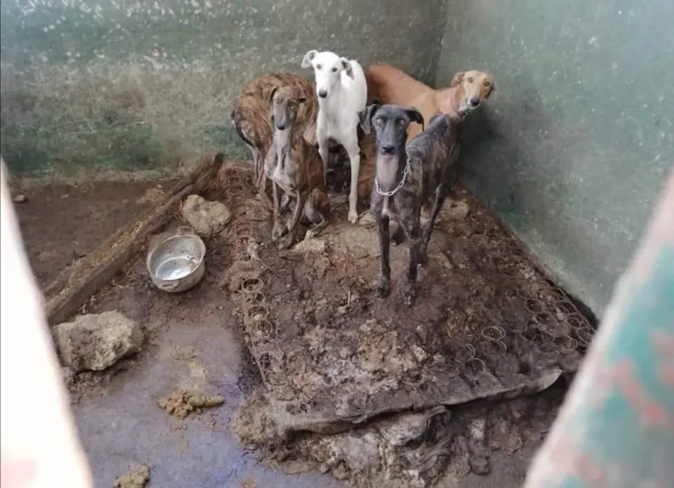 galgos portugal pet levrieri 1