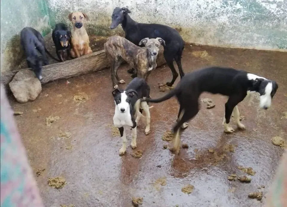 galgos portugal pet levrieri 10