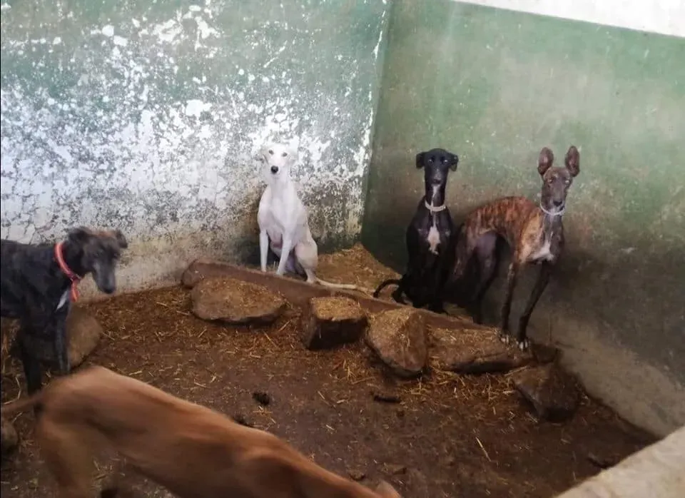 galgos portugal pet levrieri 11