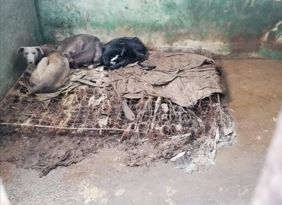 galgos portugal pet levrieri 12