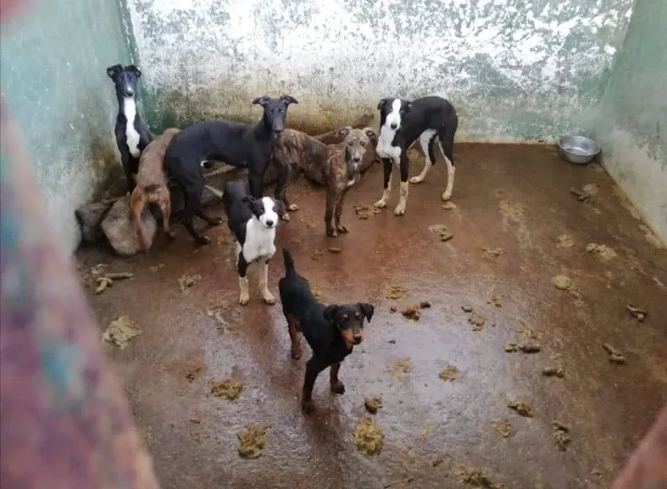 galgos portugal pet levrieri 13