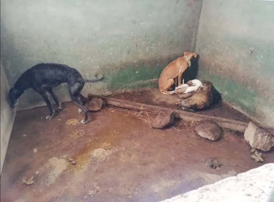 galgos portugal pet levrieri 2