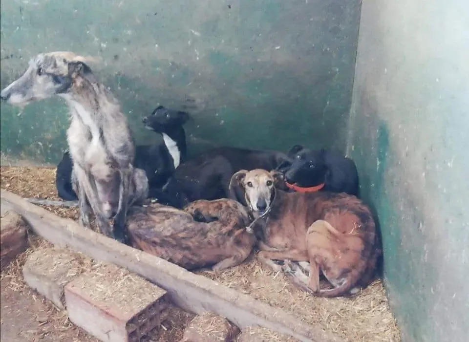 galgos portugal pet levrieri 3