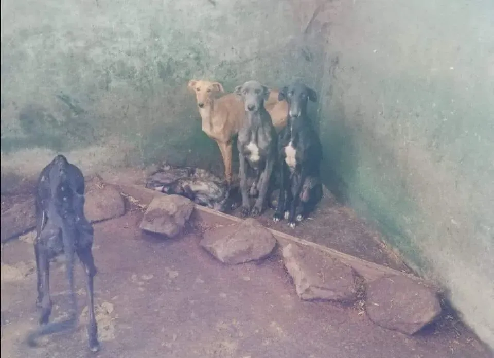 galgos portugal pet levrieri 4