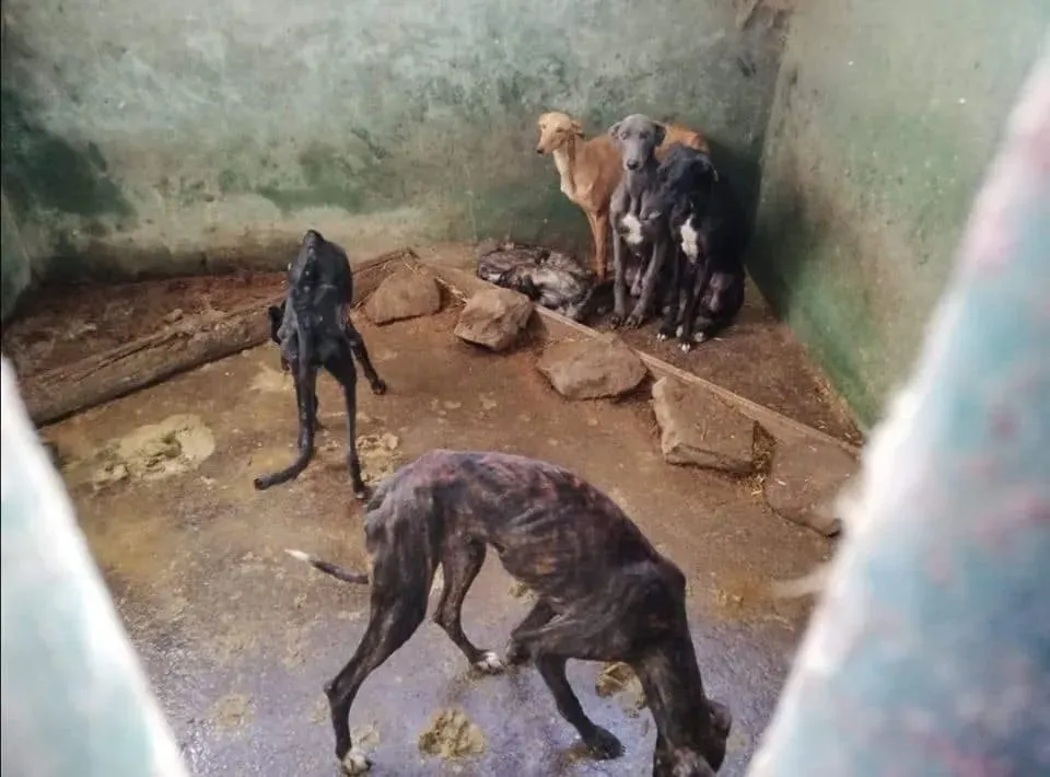 galgos portugal pet levrieri 5