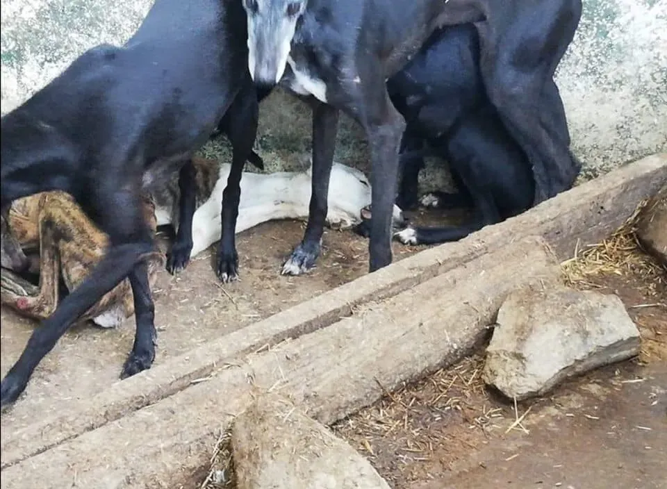 galgos portugal pet levrieri 6