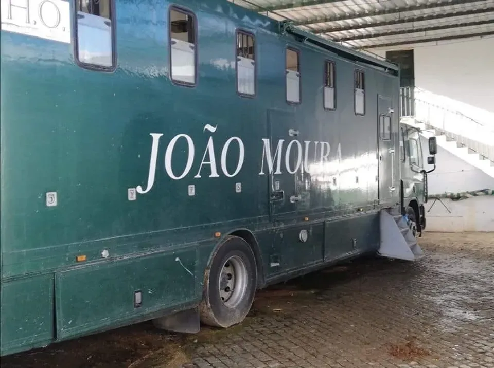 galgos portugal pet levrieri 7