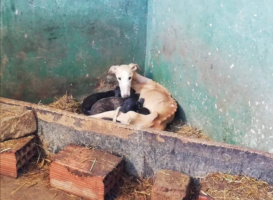 galgos portugal pet levrieri 8