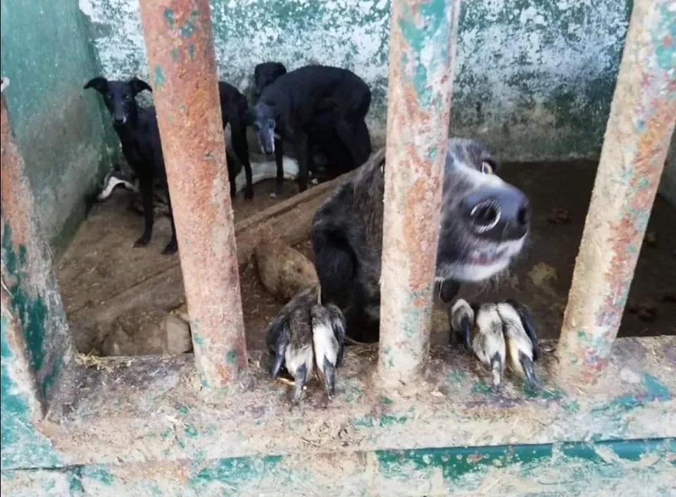 galgos portugal pet levrieri 9