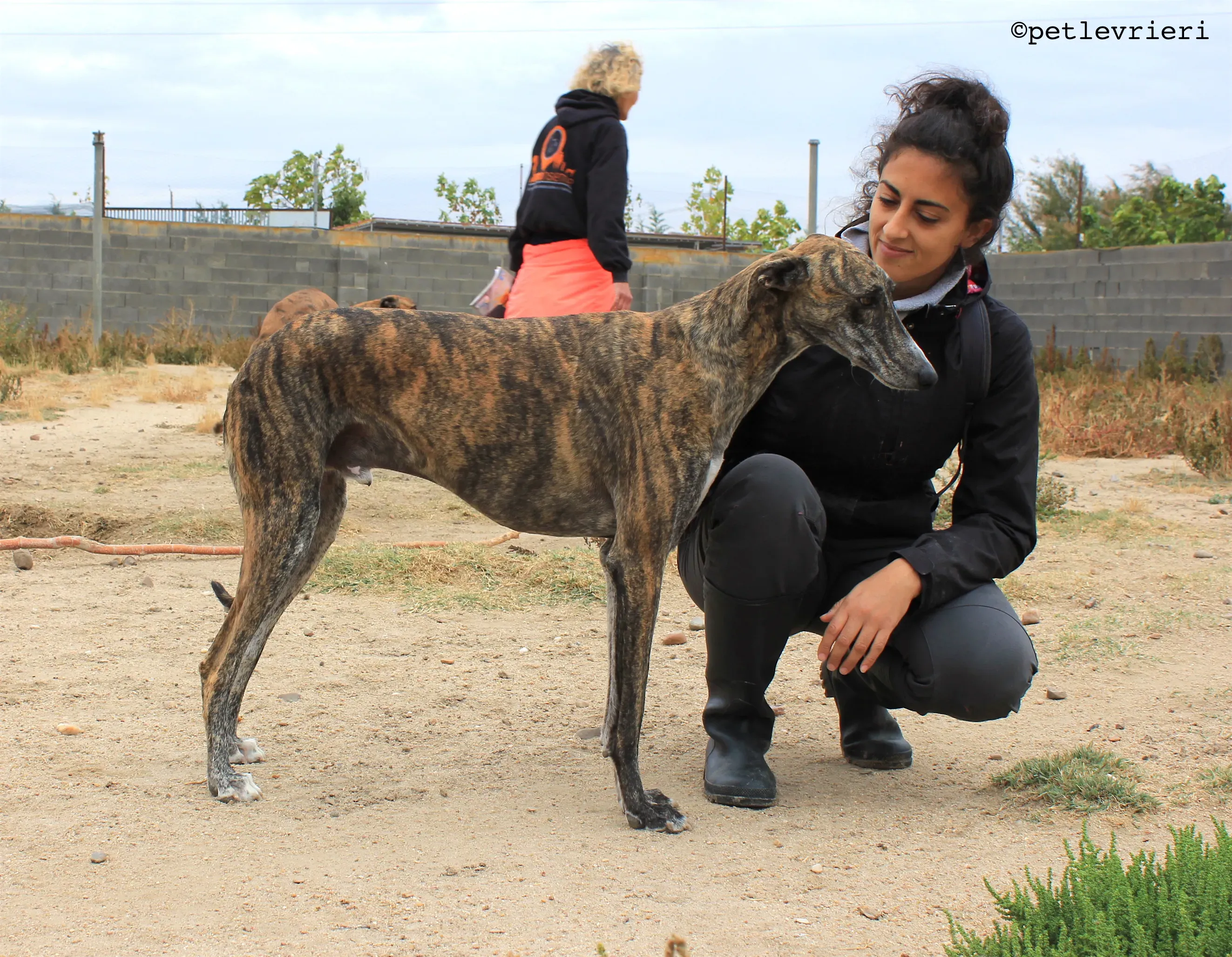 gallo adozione levrieri galgo 1